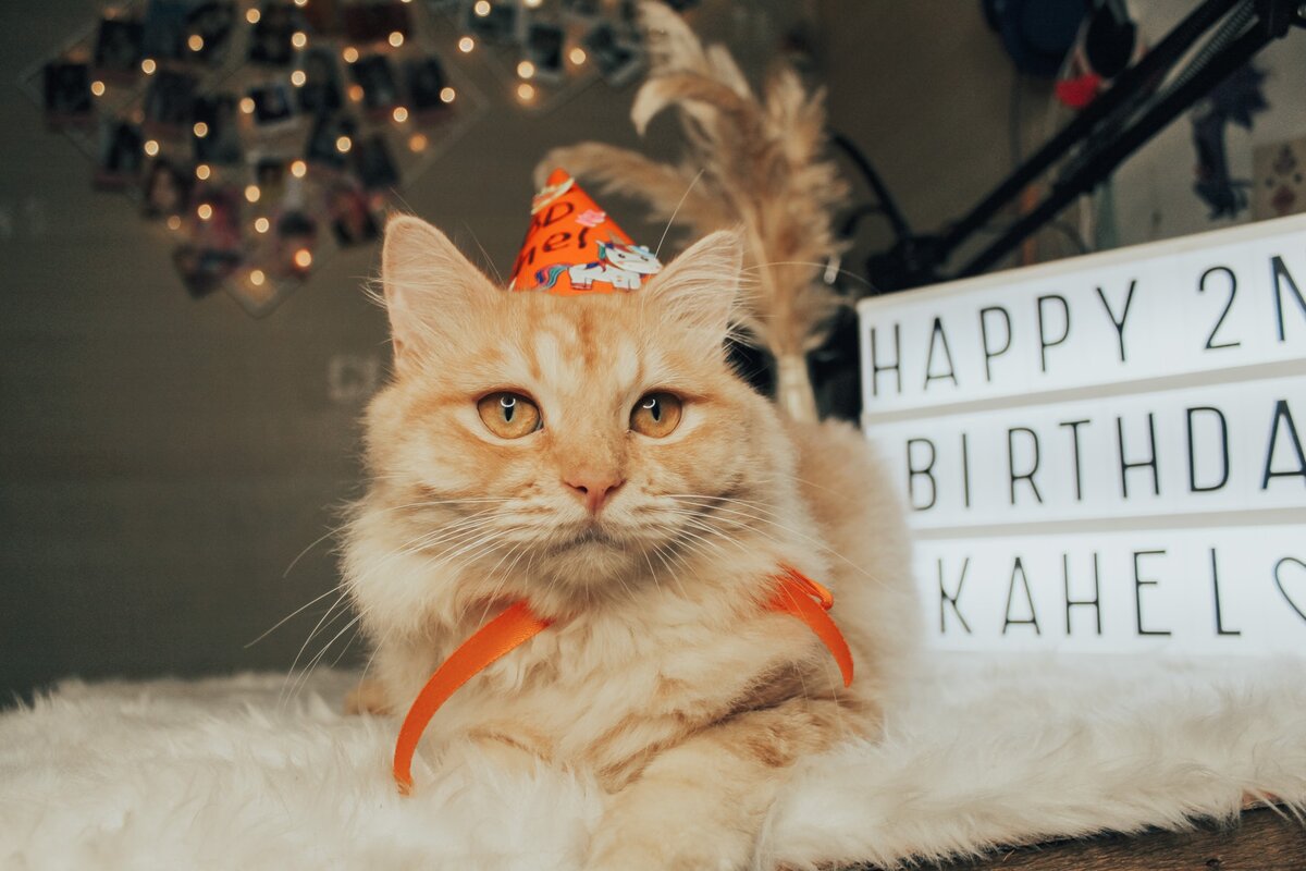 как поздравить кота с днем рождения