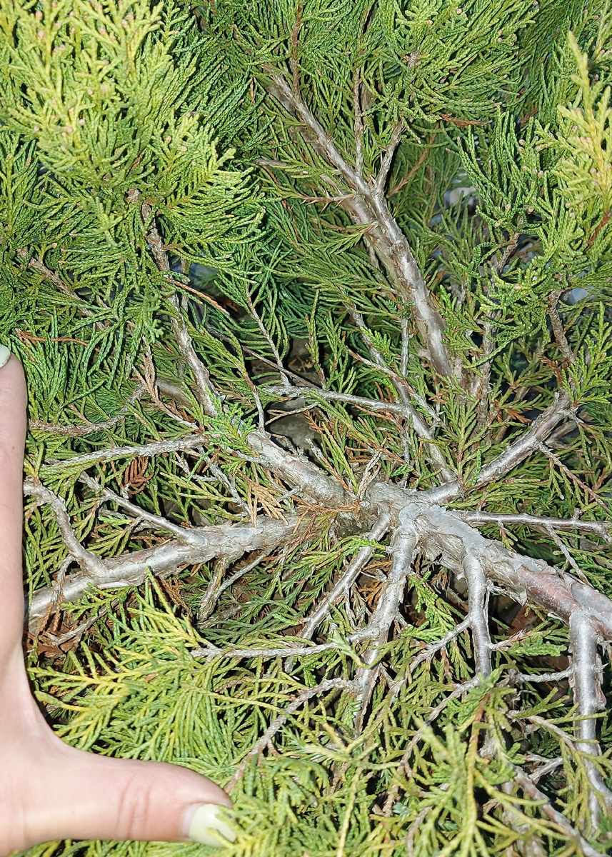 Туя золотая Golden Globe (фото автора канала)