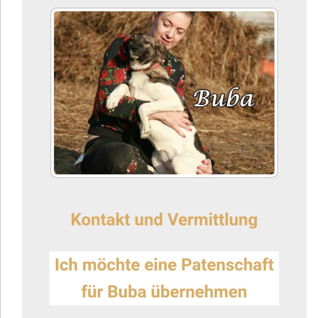 Немецкий рай для российских бездомных собак от Елены Пыркиной (Ярославль).