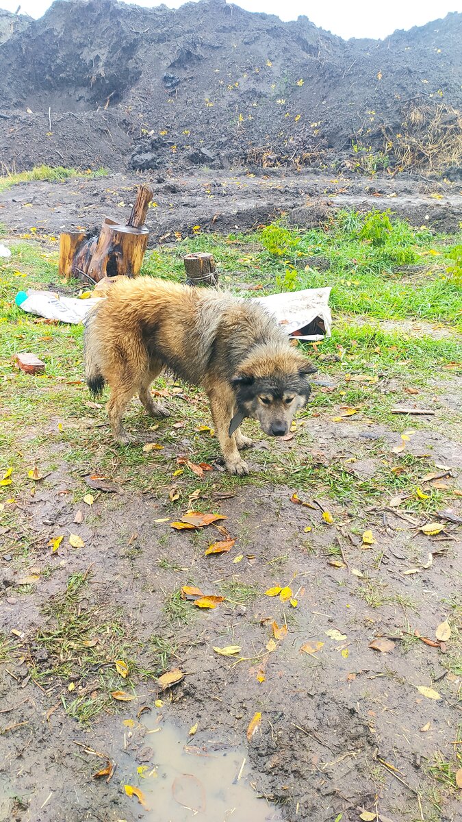 Бедный пёсик