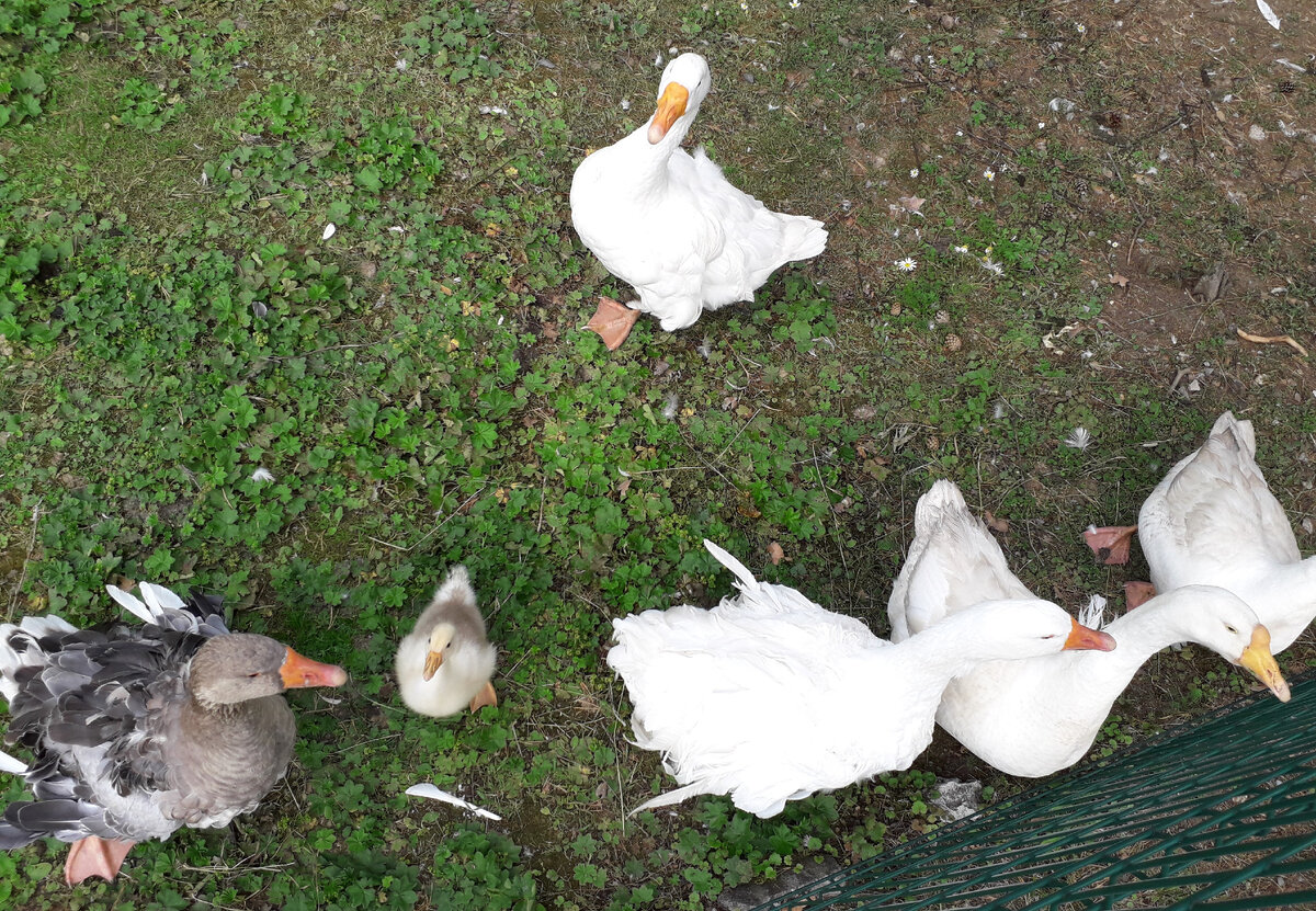 Многие садоводы и дачники выступают против того, чтобы соседи держали фермы у себя на участках. Фото автора.