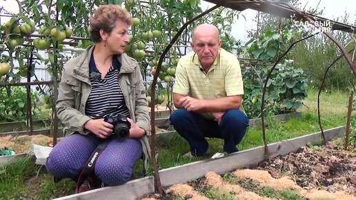 лпилкиМульчирование свежими опилками – не бойтесь! Как сделать удобные грядки.