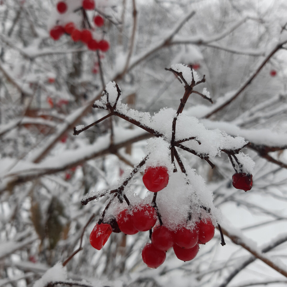 Калина в САДУ зимой