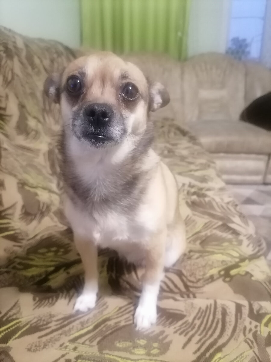 Ласковая трусишка - она боялась кошку