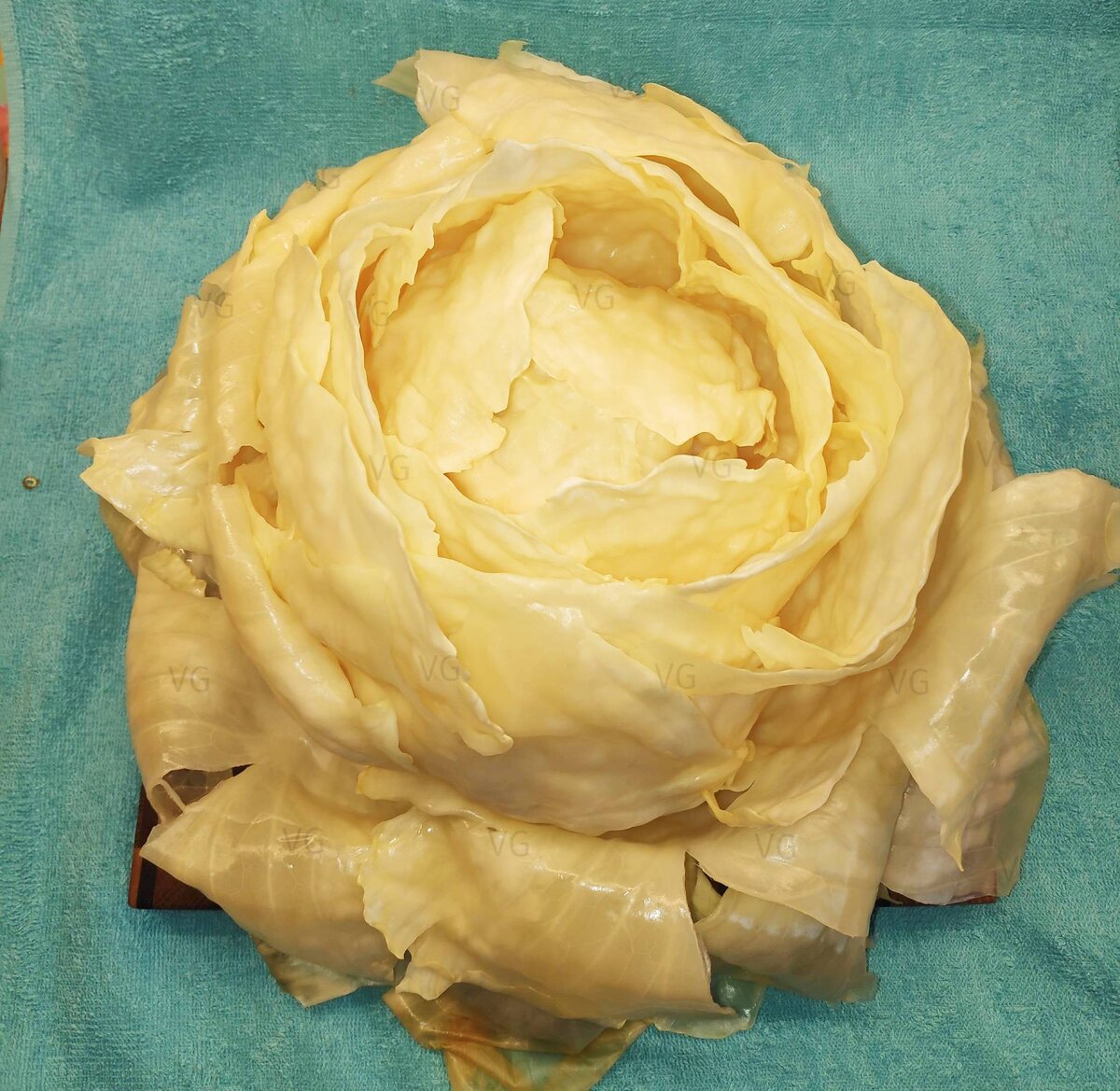 Капуста распустилась, словно цветок. Пусть и не совсем добровольно...