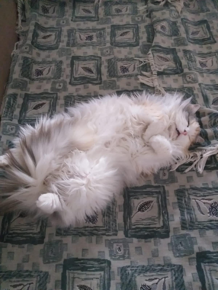 Фроська дрыхнет