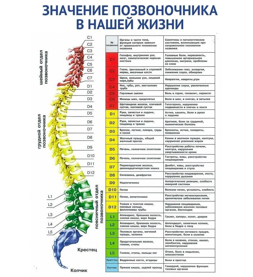 Номера позвонков в позвоночнике человека рисунок с подписями