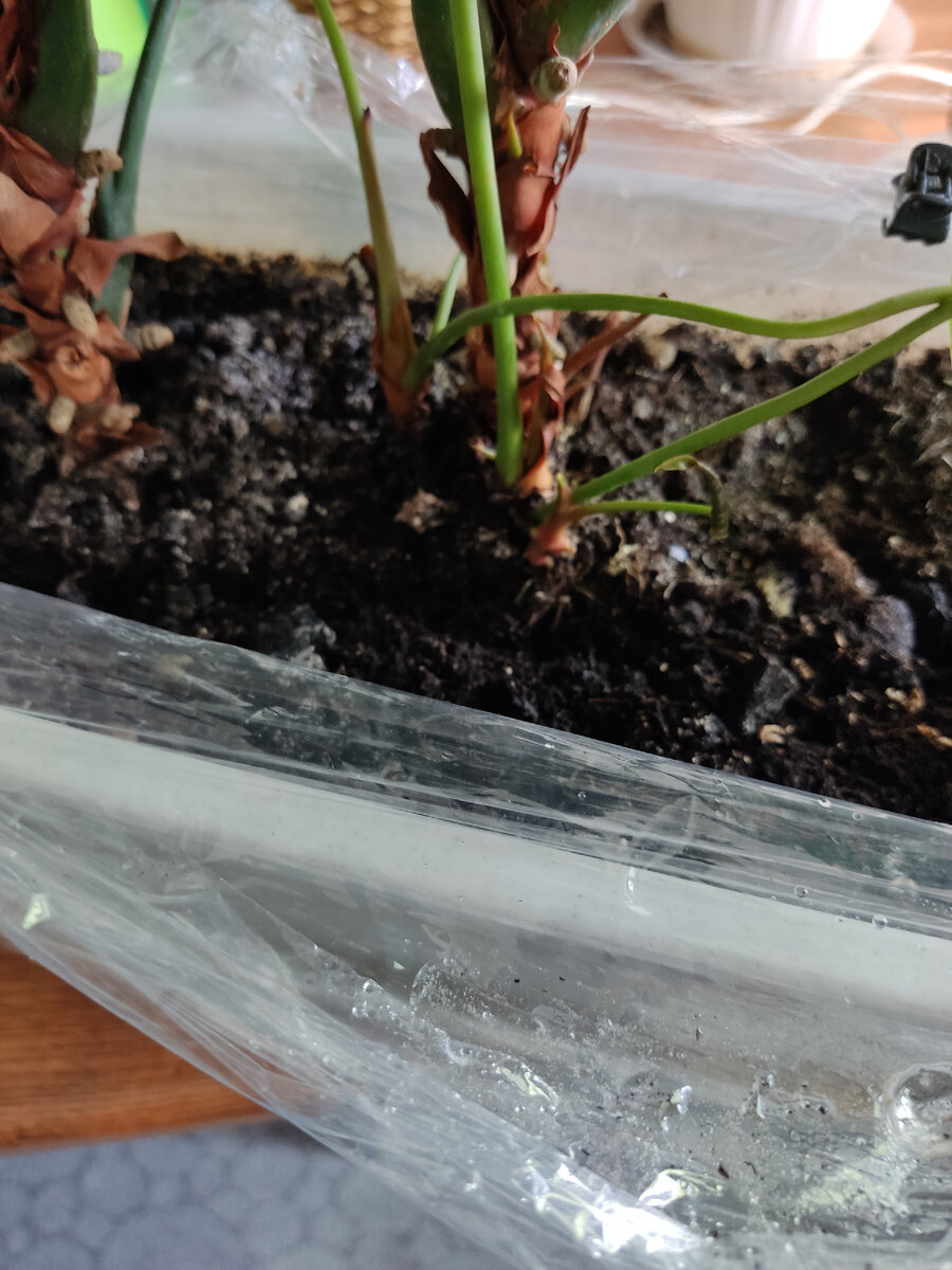 Через две недели. Грунт не просох до конца. 