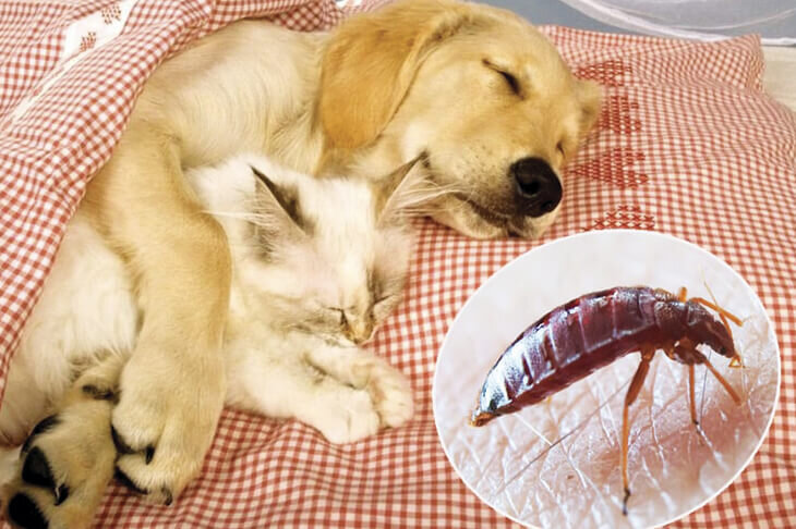 Постельные клопы и животные 🐕 🐈