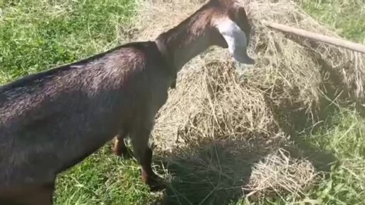 Коза на заброшке. Шайтан азан в заброшке. Коза на заброшке. Рейв на заброшке. Коза на заброшке.