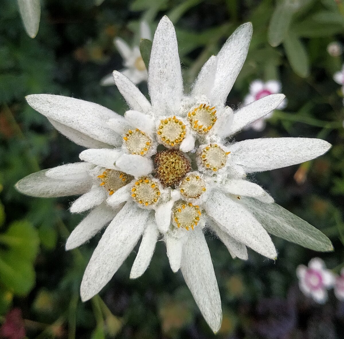 Необычные цветы. Инопланетные цветы. Эдельвейс Альпийский выращивание из семян. Белое мохнатое насекомое на растениях.