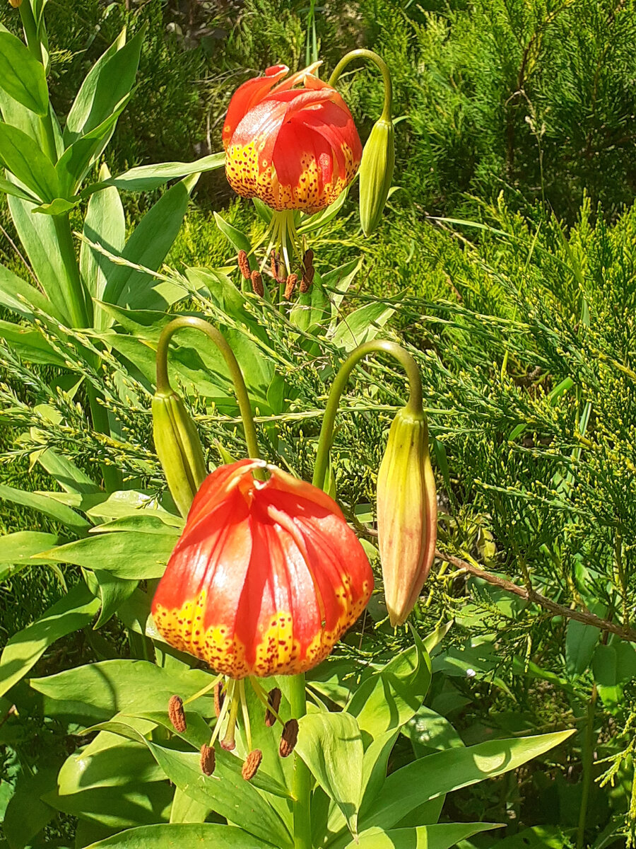 Milden red bal , в моем саду цветение 2022