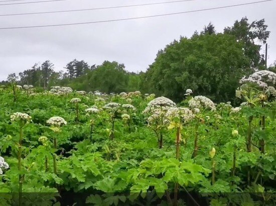     Кадры: видео Telegram-канала ЧП "Сахалин".
