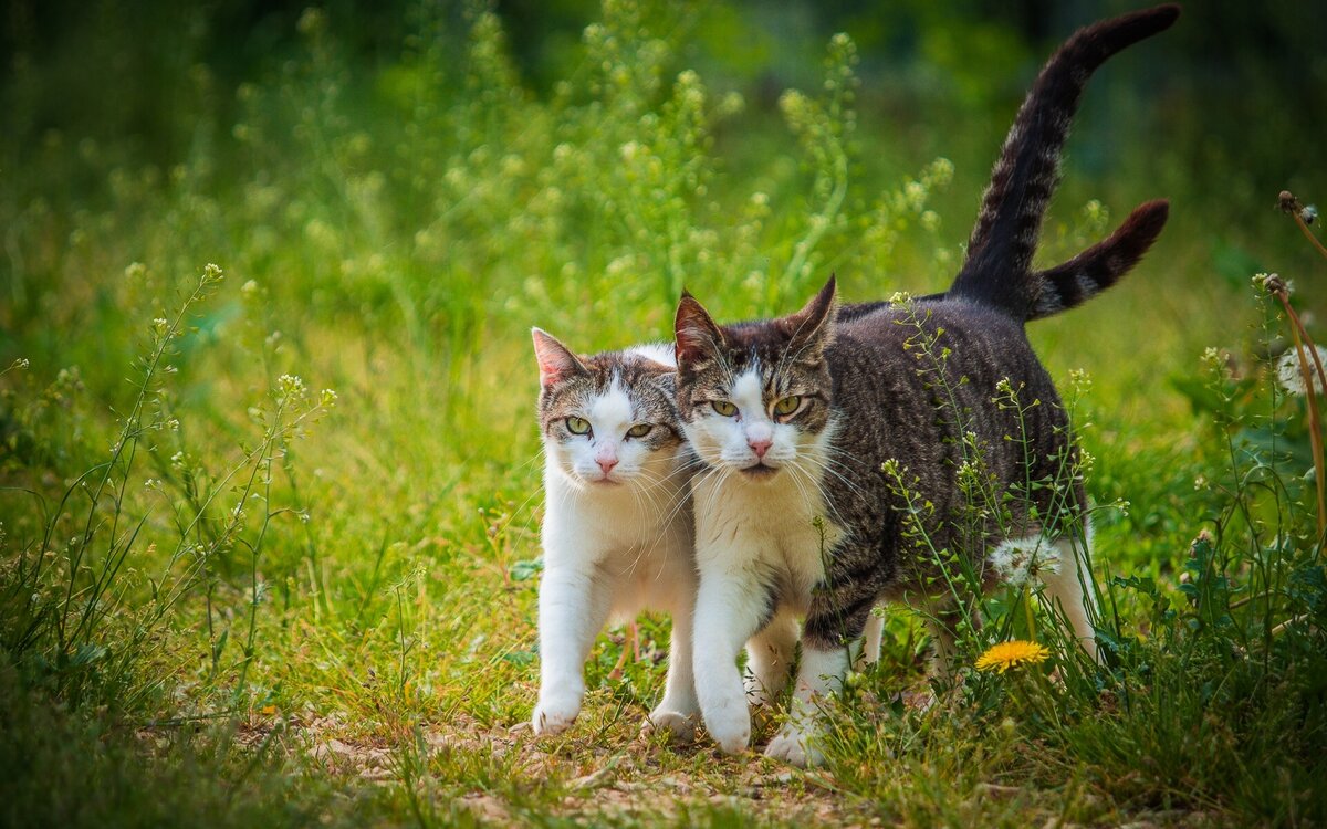 Ну котики котики. Кошка на природе. Счастливая кошка. Два кота. Кошка гуляет.