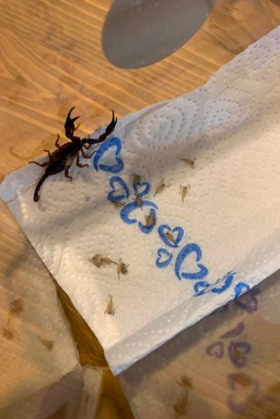   Tierhilfe Gusental/Newsflash