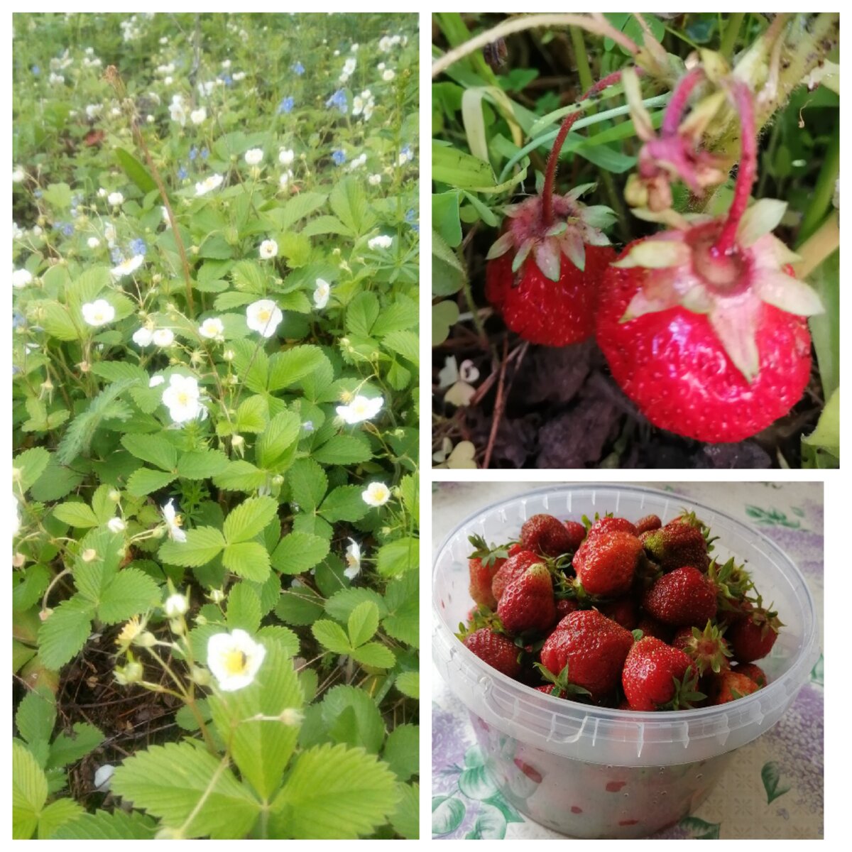 Клубника коллаж. Клубника после сбора урожая. Клубника после Мороза. Как ухаживать за ремонтантной клубникой после первого сбора.