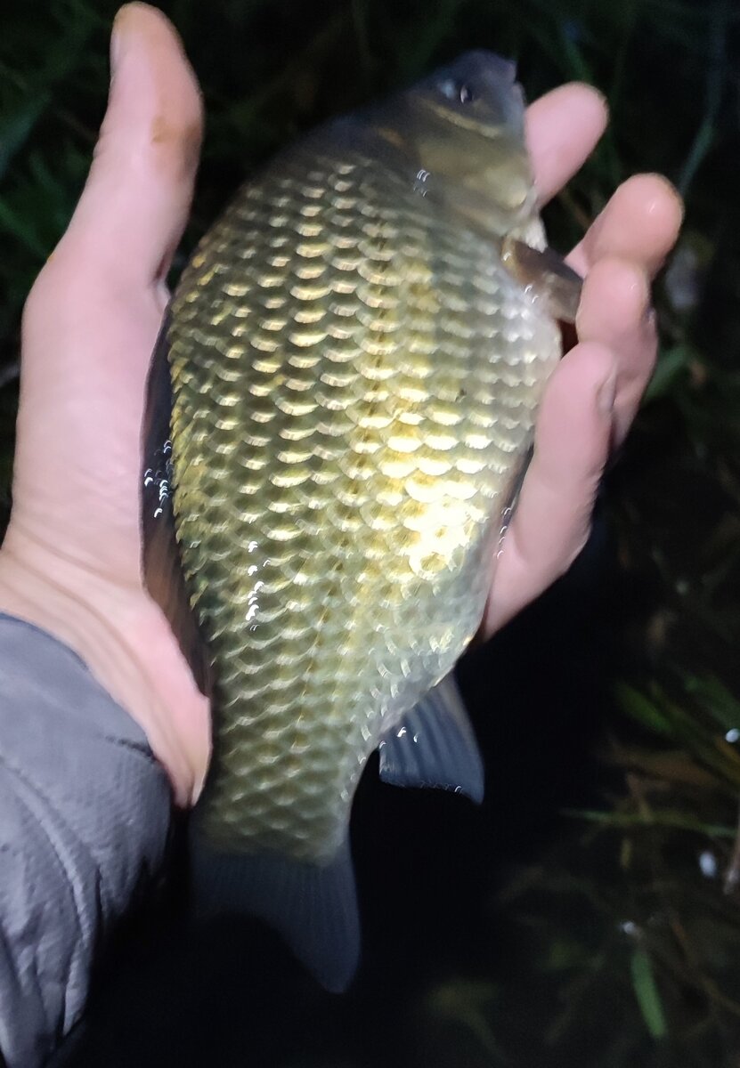 Перемещения карася по водоему | Max Fishing | Дзен