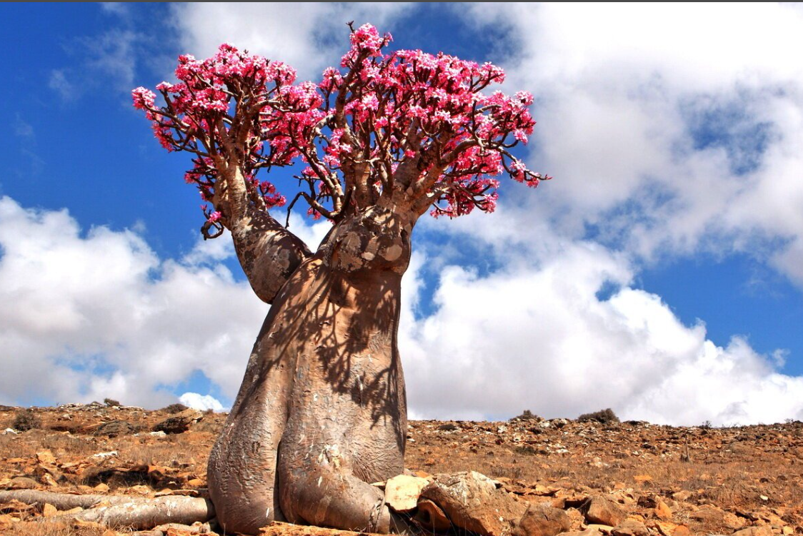 Остров сокотра остров сокотра. Драконовое дерево сокотра. Австралия йемен. Австралия йемен. Бутылочное дерево сокотра.