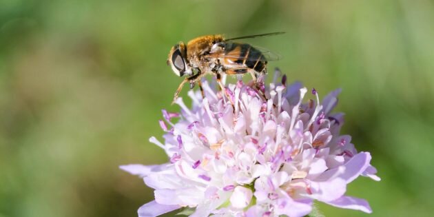 Изображение: Wikimedia Commons📷
