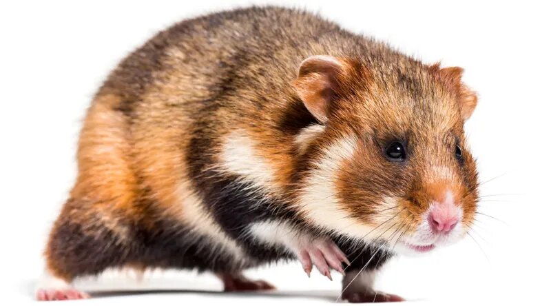 Хомяки обыкновенные