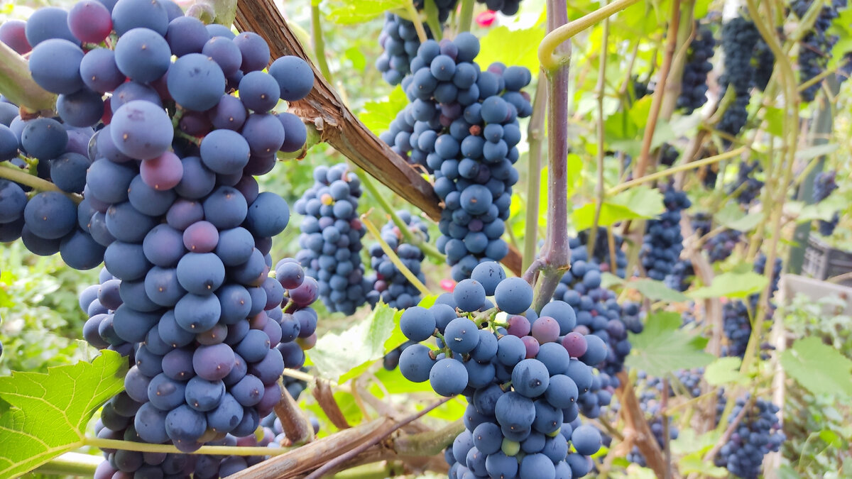Топ-10 сортов винограда, которые стоит посадить на даче