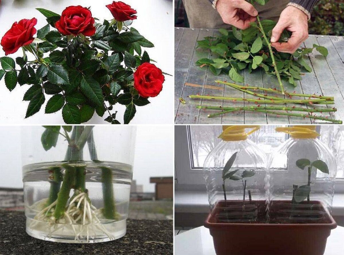Выращивание розы из букета в домашних. Черенок розы Кордана. Черенки плетистой розы. Проращивать черенки роз. Проращивание черенков роз.