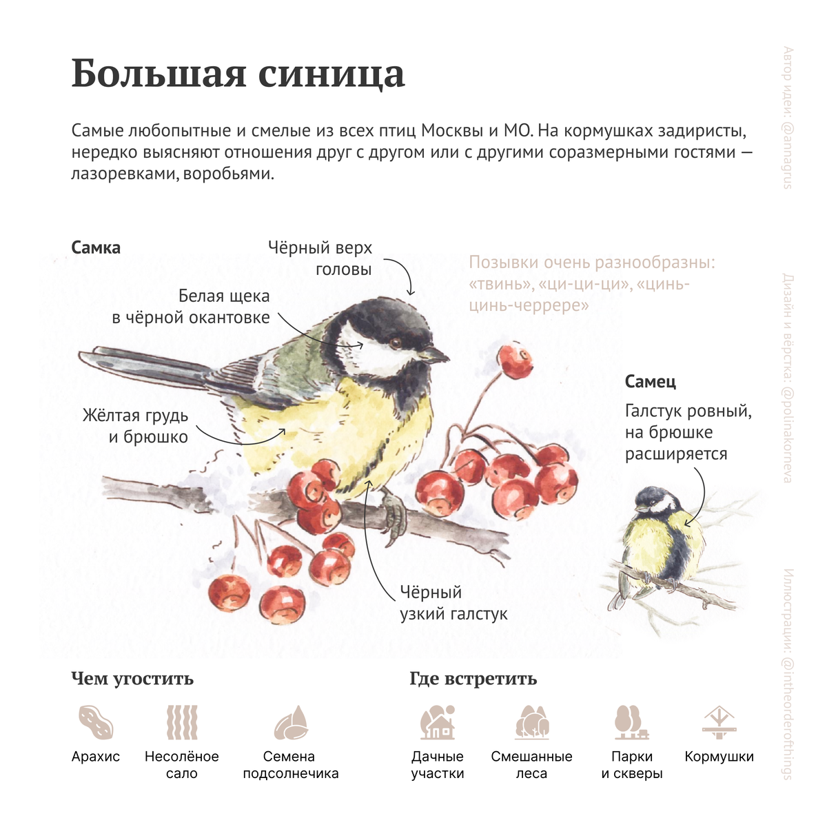 Как подает голос синица. Птички, которых можно увидеть осенью в средней полосе страны. Какую птицу ее увидеть зимой. Птицу которую нельзя увидеть зимой в средней полосе России. Птицы средней полосы , которых можно увидеть осенью фото.