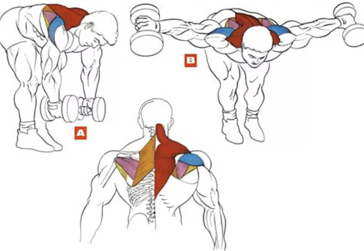 Плечи с гантелями дома. Махи гантелями в наклоне на заднюю дельту. Упражнения для накачивания мышц спины. Упражнения на заднюю дельту плеча. Задние дельты мышцы упражнения для спины.