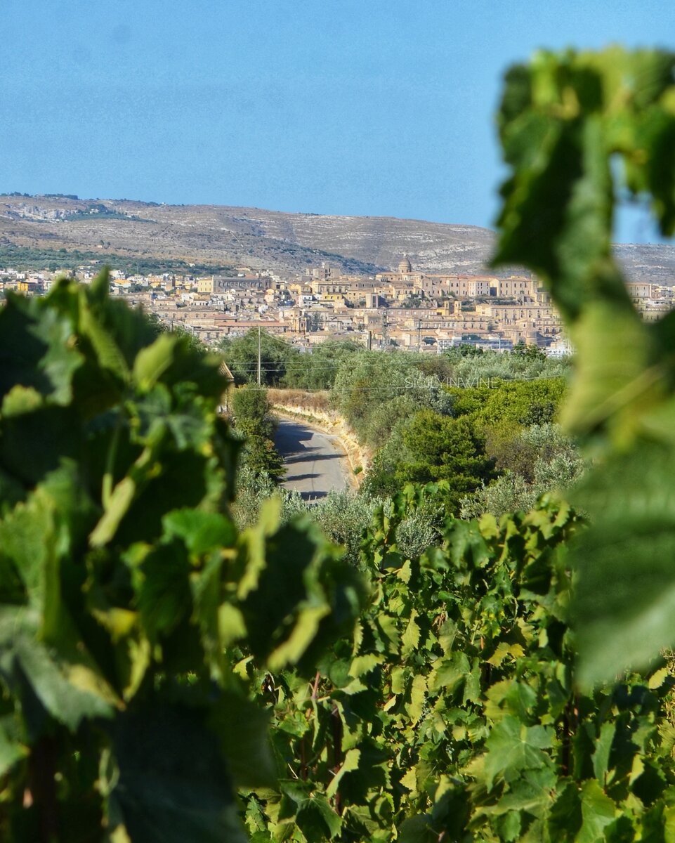 Вид на Ното с виноградников Zisola