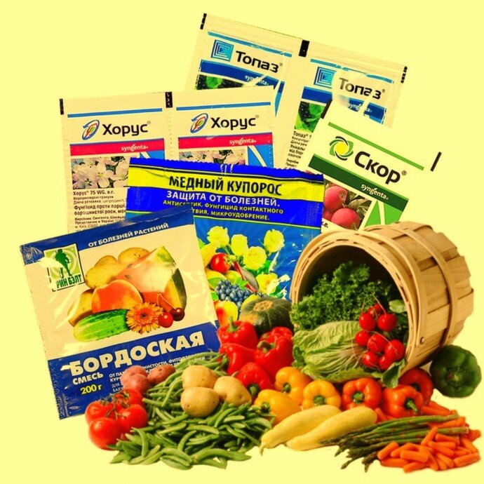 фото из  открытого источника