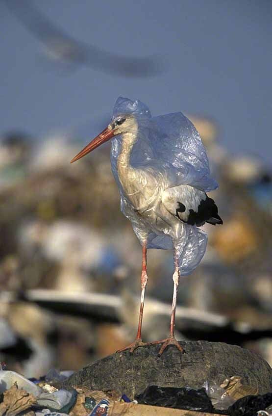 Изображение 1: Птица в пластике, Джон Канкалози. https://nat-geo.ru/planet/planet-or-plastic/plastik-proklyate-mirovogo-okeana/