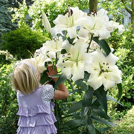 Одна из самых известных лилий из ОТ гибридов - Притти Вумен действительно красотка!