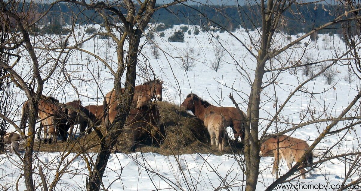 Лошади Пржевальского в Чернобыле