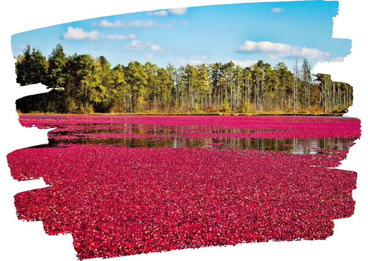 Озеро для сбора брусники и клюквы в Канаде 