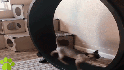 Сфинкс - спортсмен