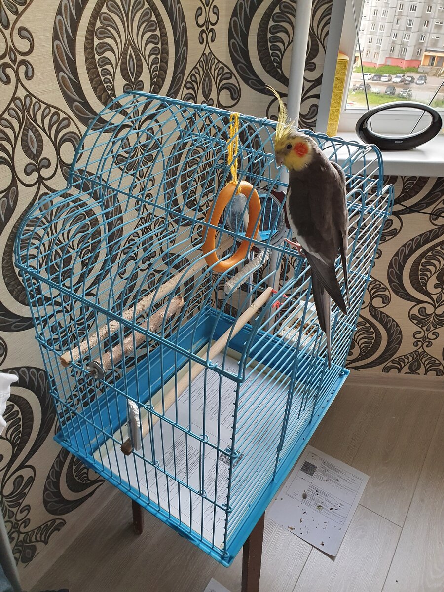 Корелл