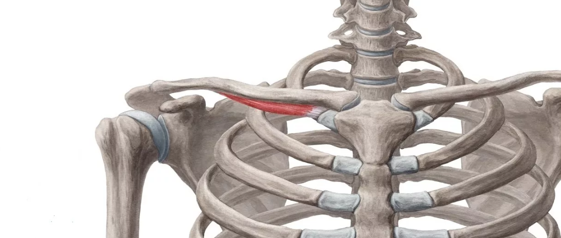 Небольшая, труднодоступная для массирования, но крайне важная функционально, мышца. 