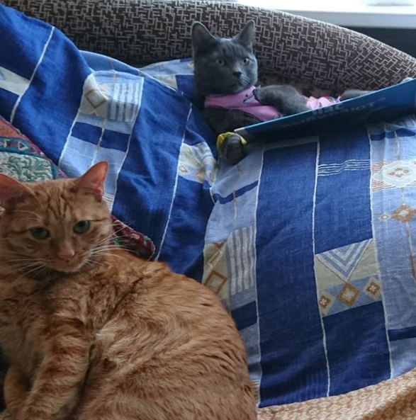 Кот Феликс и кошка Буся