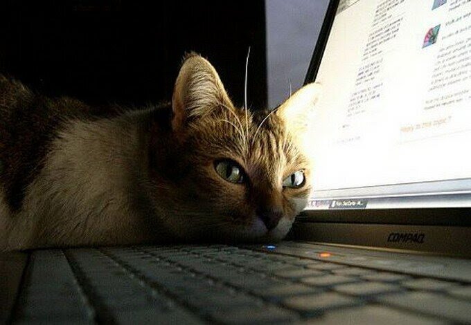 Чему только не научились кошки в век высоких технологий...
