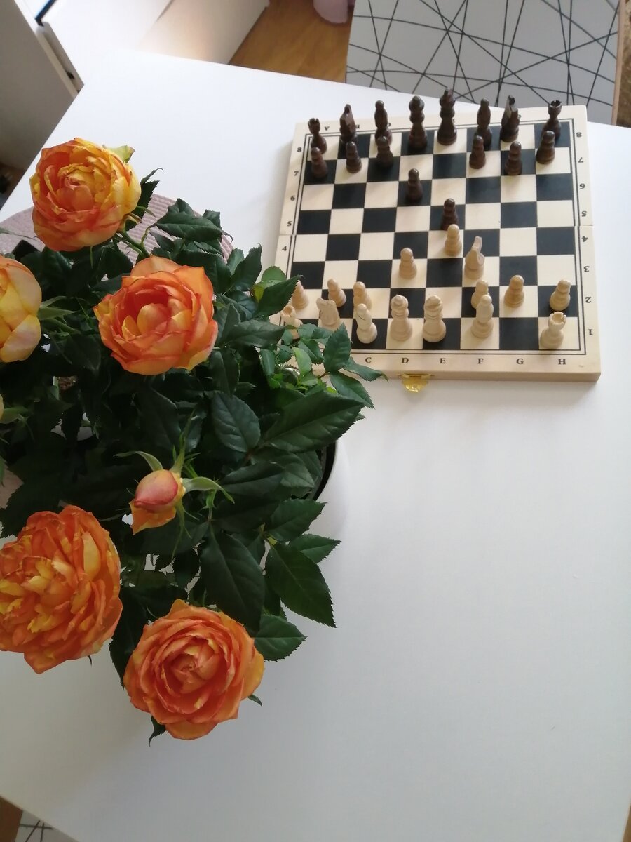 Ум и красота. Партийка только начата. 