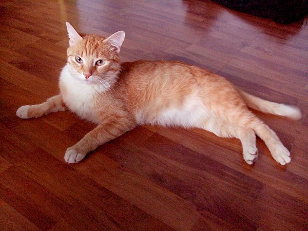 Они выглядели примерно так. 