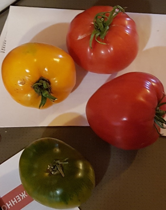 Оставлять на семена можно только сортовые томаты, без F