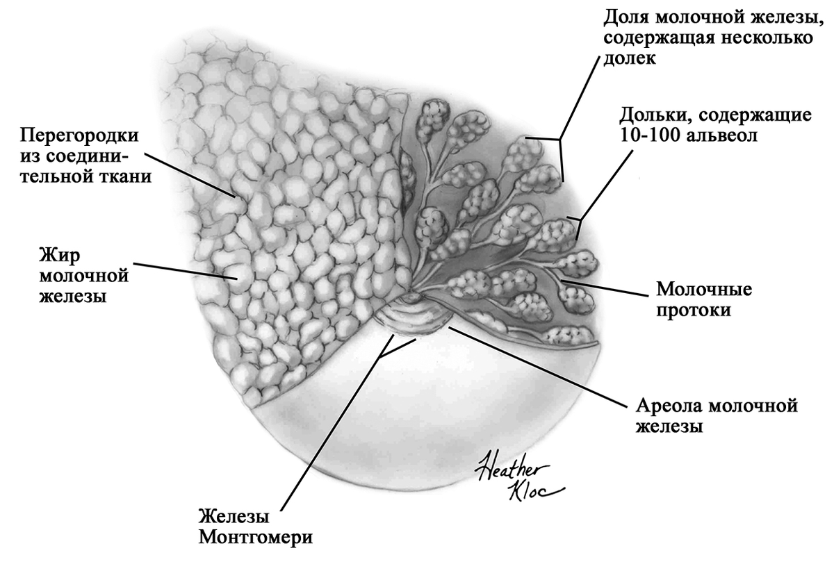 Правильное питание для кормящей мамы(разбор ошибок и мифов) | Диетолог  Николай Тихенко | Дзен