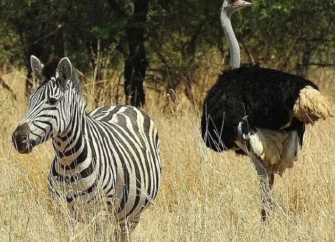 Полосатая зебра и страус.
