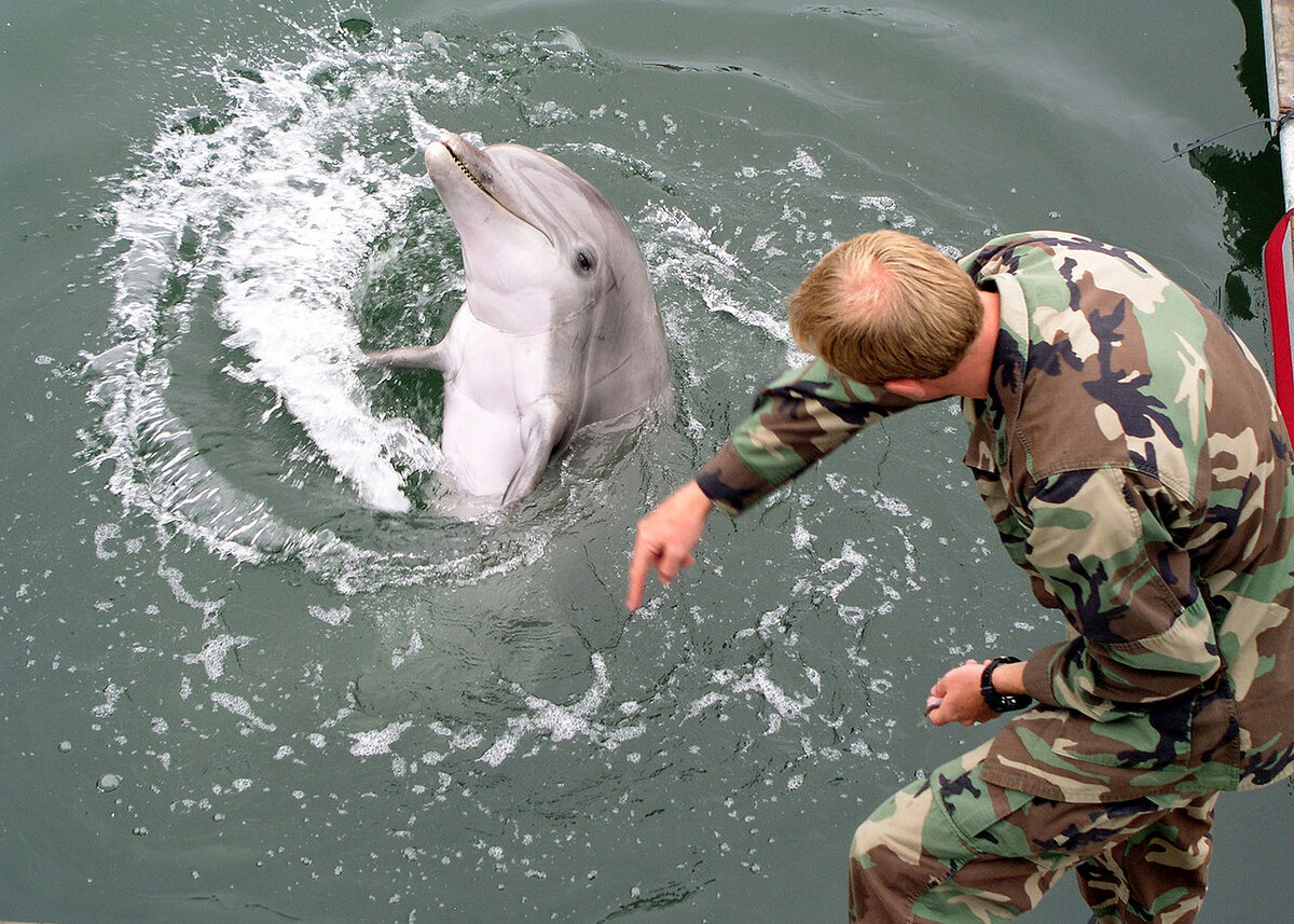https://en.wikipedia.org/wiki/Military_marine_mammal