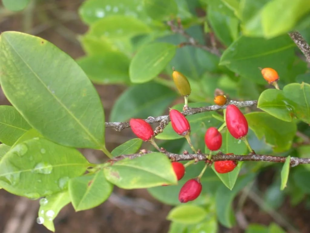 Coca leaf. Листья Эритроксилум. Эритроксилум Кока. Растение Erythroxylum Coca. Кокаиновый куст– (Erythroxylum Coca) –