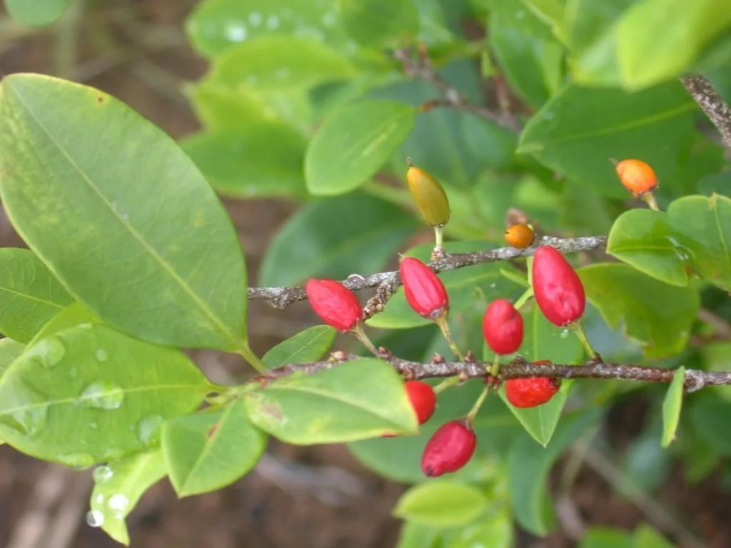 Растение Erythroxylum Coca. Эритроксилум кокаиновый куст. Дерево Кока (Erythroxylon Coca). Кока куст.