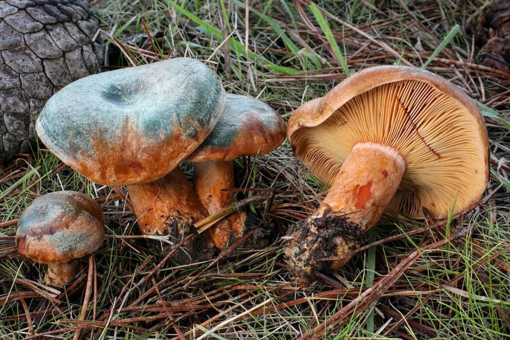 Грибы фото и описание. Рыжик Сосновый/Боровой (Lactarius deliciosus);. Рыжик млечно-красный (Lactarius semisanguifluus).. Рыжик настоящий Lactarius deliciosus. Рыжик Боровой и еловый.