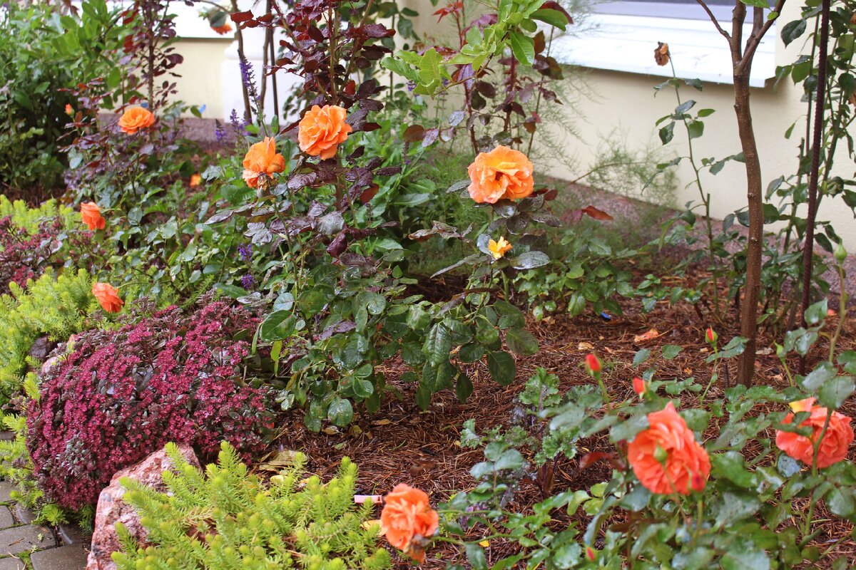 1. Мой сад 13 сентября