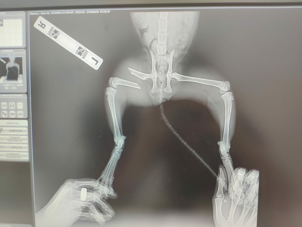 Однажды мы заметили что она ползёт, а не идет и задняя правая лапа завёрнута под себя. Мы поехали в вет.клинику где на рентгене показало что у нее сломано бедро и ей нужна срочная операция.